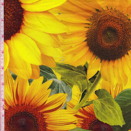 Sunflowers - Large